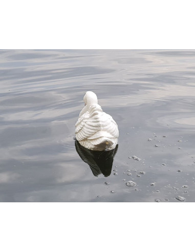 Young Swimming Swan H: 20cm Sculpture Statue Figure