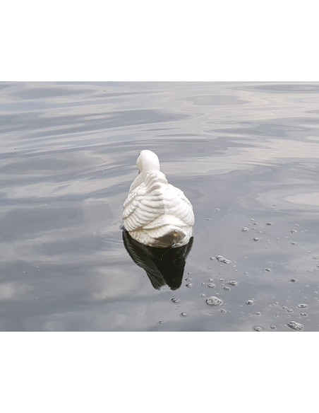 Young Swimming Swan H: 20cm Sculpture Statue Figure