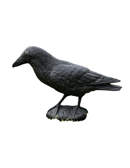 Crow