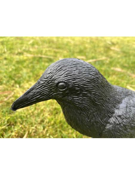 Crow