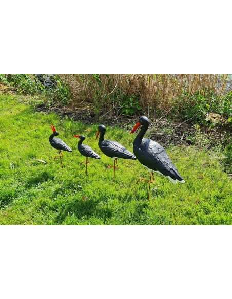 Famille de 4 Cigognes Noires : Lot de Jardin Original
